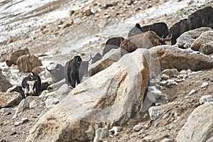 Shimshali people go grazing with the sheep, goats and yaks. They raise and graze at an altitude of over 5600m because there are on