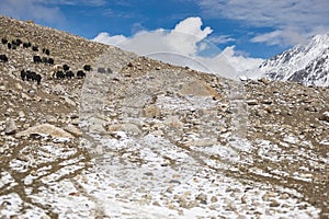 Shimshali people go grazing with the sheep, goats and yaks. They raise and graze at an altitude of over 5600m because there are on