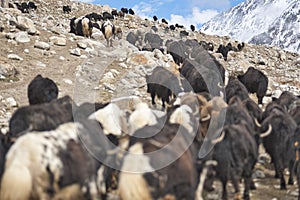 Shimshali people go grazing with the sheep, goats and yaks. They raise and graze at an altitude of over 5600m because there are on