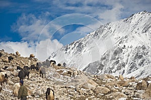 Shimshali people go grazing with the sheep, goats and yaks. They raise and graze at an altitude of over 5600m because there are on