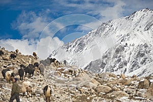 Shimshali people go grazing with the sheep, goats and yaks. They raise and graze at an altitude of over 5600m because there are on