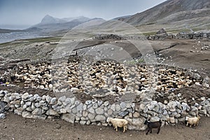 Shimshali people go grazing with the sheep, goats and yaks. They raise and graze at an altitude of over 5600m because there are on