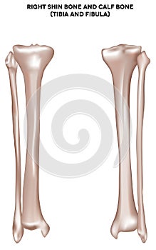 Shin bone and calf bone