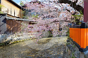 Shinbashi dori in Kyoto, Japan with beautiful full bloom cherry blossom