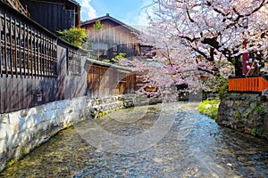 Shinbashi dori in Kyoto, Japan with beautiful full bloom cherry blossom