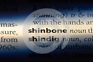 shinbone