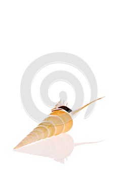 Shinbone Tibia Seashell