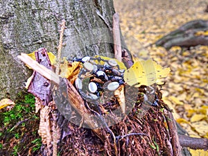 Shine beads and pearls in necklace or bracelet on autumn leaves