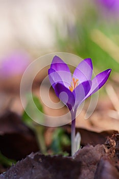 The shine and colors of spring, purple spring crocus, Crocus vernus