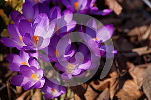 The shine and colors of spring, purple spring crocus, Crocus vernus