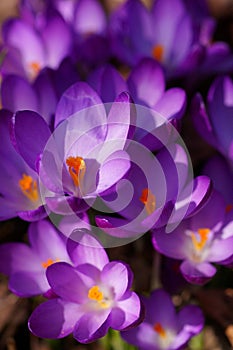 The shine and colors of spring, purple spring crocus - Crocus vernus