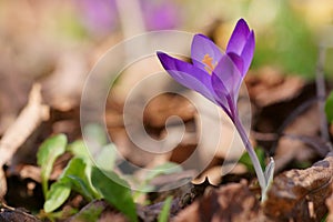 The shine and colors of spring, purple spring crocus - Crocus vernus