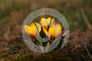 The shine and colors of spring, yellow crocus flowers the snow crocus or golden crocus Crocus chrysanthus