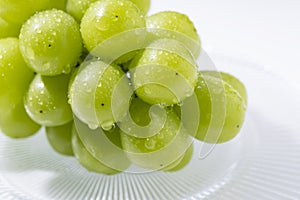 Shine-Muscat grapes with water droplets on a glass plate set against a white background