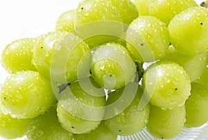 Shine-Muscat grapes with water droplets on a glass plate set against a white background