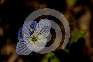 Shiney blue flower in spring photo