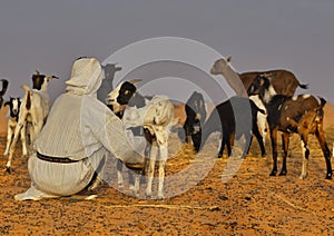 Harsh life in the Sahara Desert