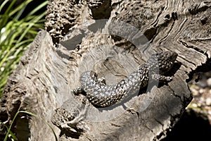 Shingle back lizard aka stumpy tail photo
