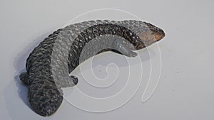 Shingle back Lizard or Tiliqua rugosa