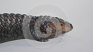 Shingle back Lizard or Tiliqua rugosa