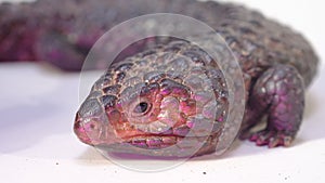 Shingle back Lizard or Tiliqua rugosa