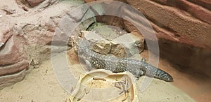 Shingle-back skins lizard in a terrarium in the zoo (Tachydosaurus rugosus