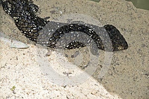 Shingle back or stumpy tail lizard photo