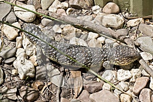 Shingle back or stumpy tail lizard photo