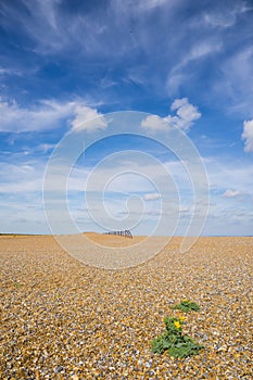 Shingle beach with single plant with yellow flower in foreground