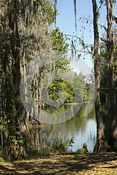 Shingle Creek with moss draped trees in Kissimmee, Florida.