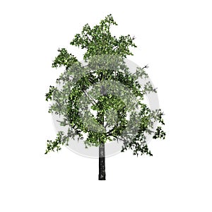 Shingle Oak tree isolated on white background