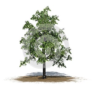 Shingle Oak tree on sand area isolated on white background