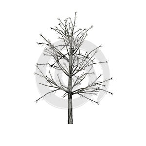 Shingle Oak tree in winter isolated on white background