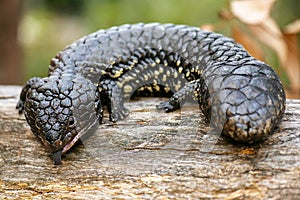 Shingleback also known as Tiliqua rugosa