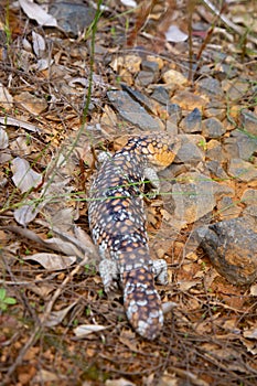 Shingleback Bobtail Lizard