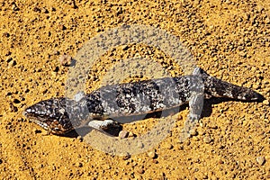 A shingleback or bobtail lizard (tiliqua rugosa)