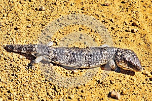 A shingleback or bobtail lizard (tiliqua rugosa), Australia