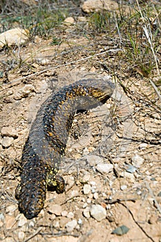 Shingleback Lizard