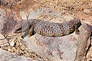 Shingleback Lizard