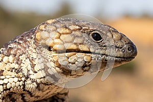 Shingleback Lizard