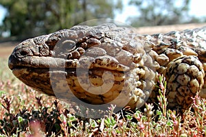 Shingleback Lizard