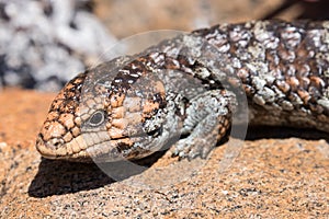 Shingleback Lizard