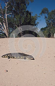 Shingleback lizard on a country road