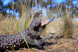 Shingleback Lizard hissing blue tongue, Australian wildlife