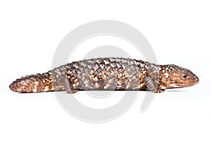 Shingleback Lizard isolated on white