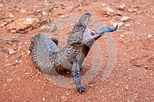 Shingleback Lizard