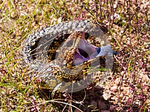 Shingleback lizard mouth wide open showing off the blue tongue