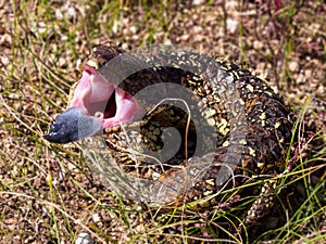 Shingleback lizard mouth wide open showing off the blue tongue
