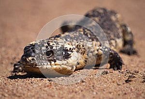Shingleback lizard in outback Australia photo