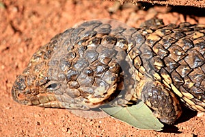 Shingleback Lizard